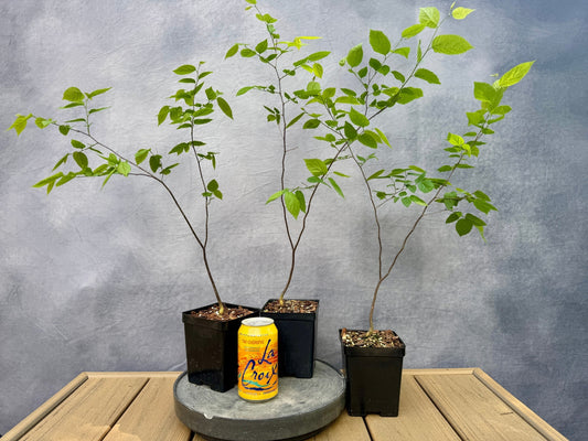 Dwarf Hackberry