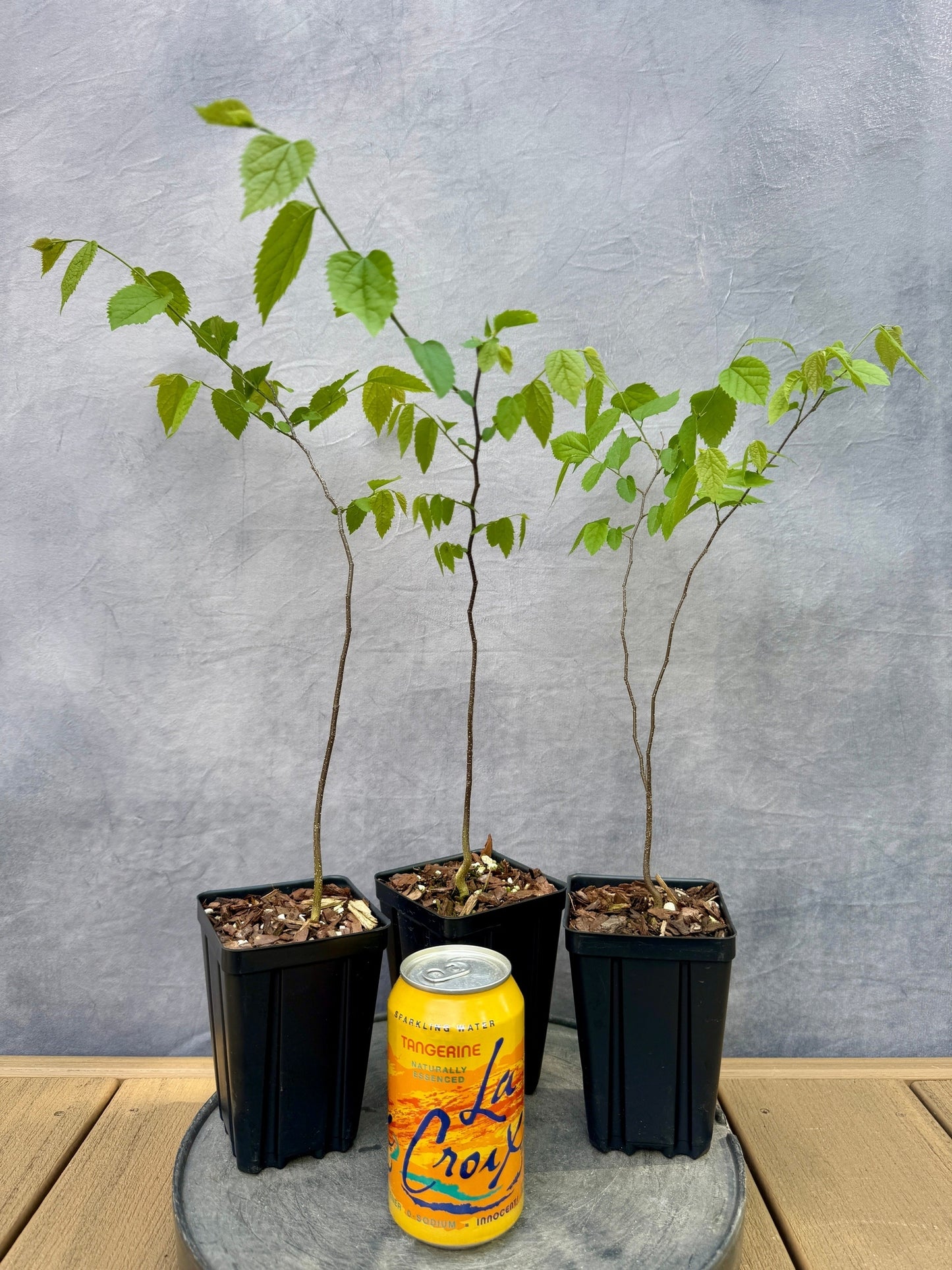 Dwarf Hackberry