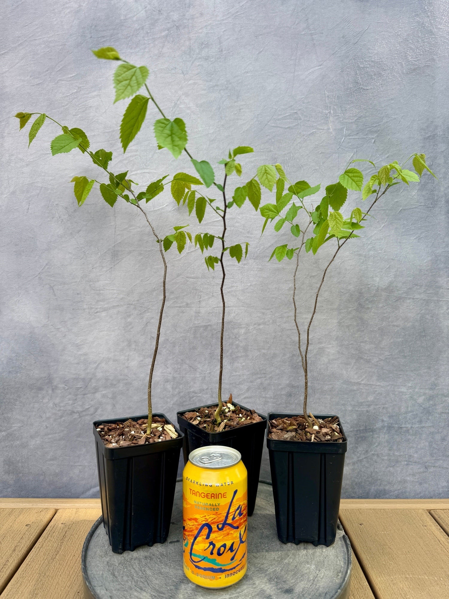 hackberry bonsai Dwarf Hackberry