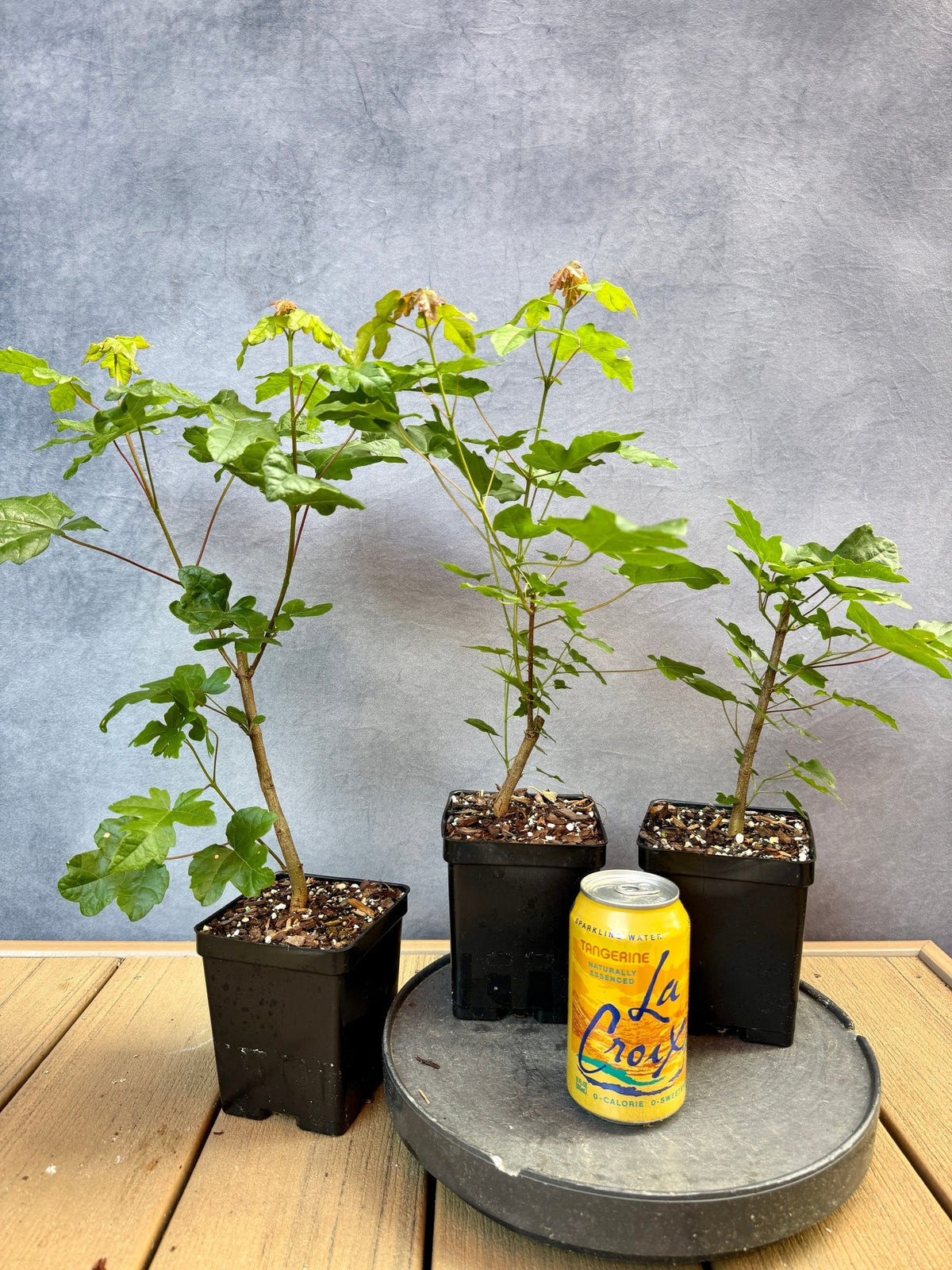 Field Maple | Appalachian Plantworks