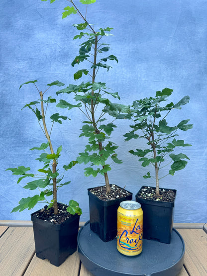 Field Maple