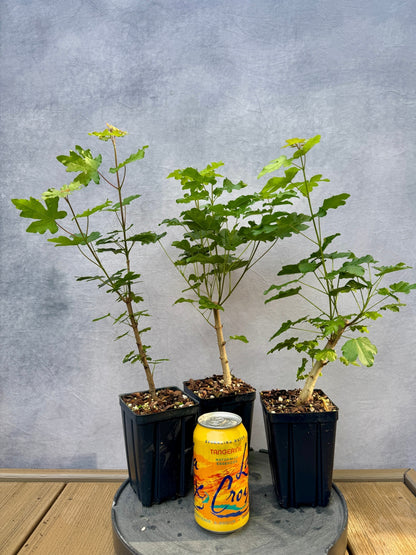 Field Maple