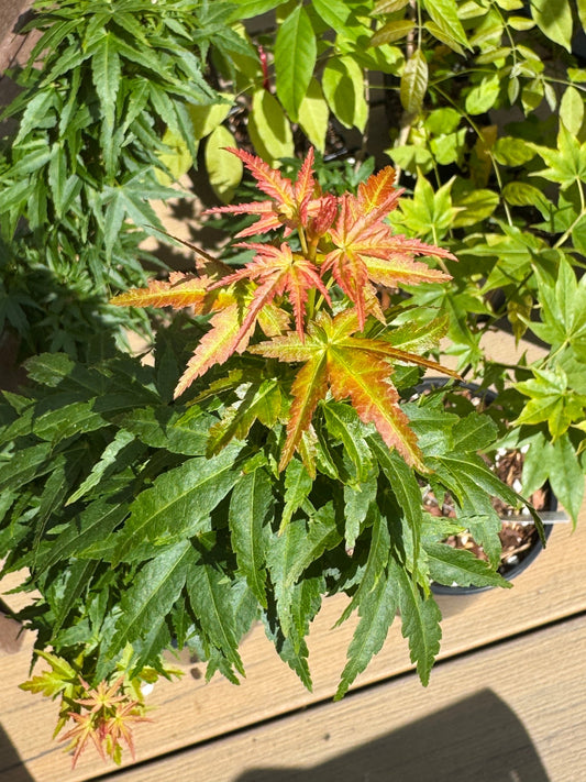 'Goshiki Kotohime' Grafted Japanese Maple