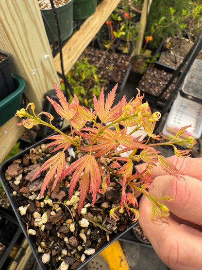 'Seigen' Japanese Maple - Cutting Grown