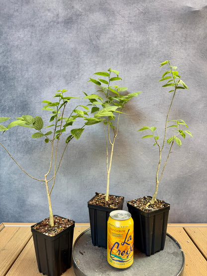Common Hackberry