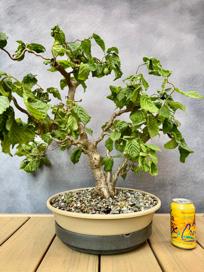 Corkscrew Hazel #1