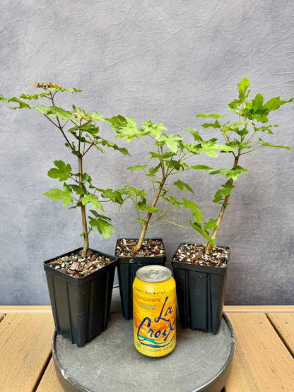 Field Maple