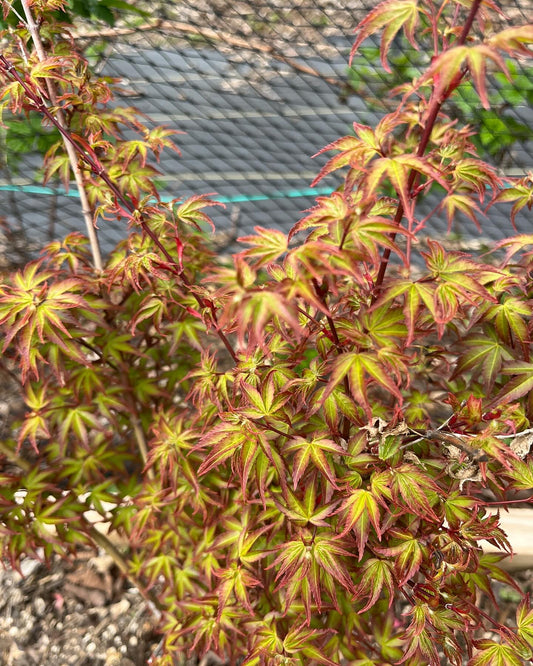 'Kiyohime' Grafted Japanese Maple