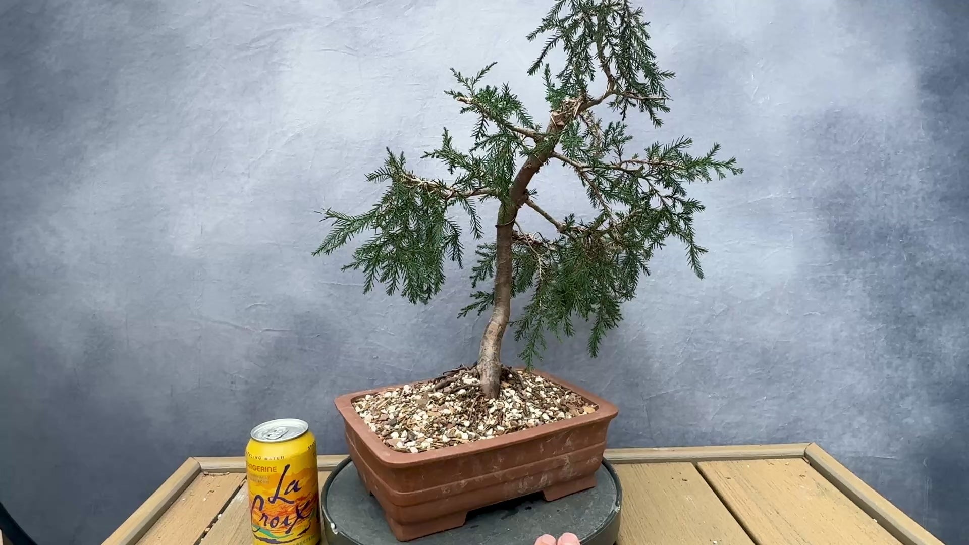 Eastern Red Cedar #1 | Appalachian Plantworks