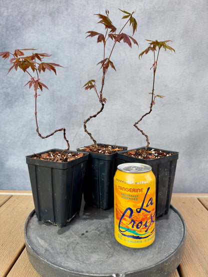 Red Japanese Maple