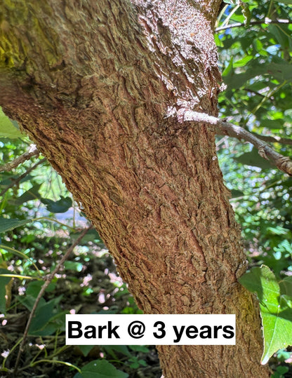 'Evergreens Roughbark' Trident - Cutting Grown
