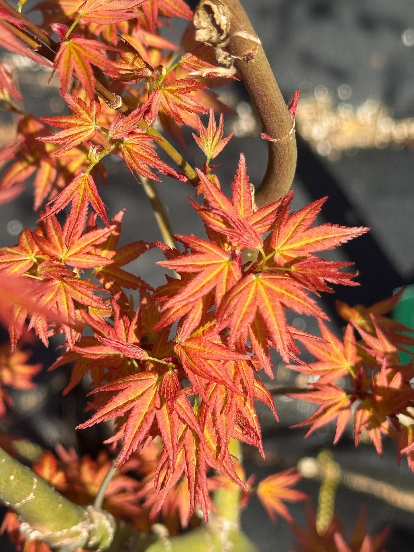 'Seigen' Japanese Maple - Cutting Grown