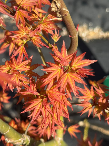 'Seigen' Japanese Maple - Cutting Grown