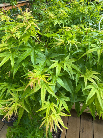 Grafted Japanese Maples (various cultivars)