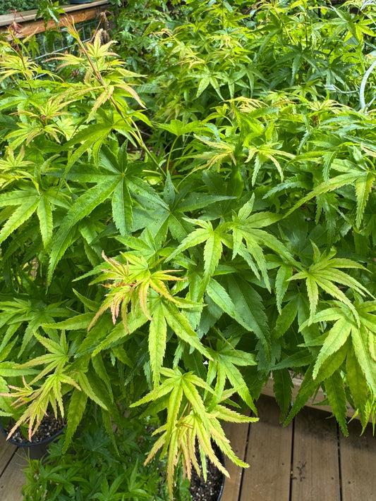 'Sharps Pygmy' Grafted Japanese Maple