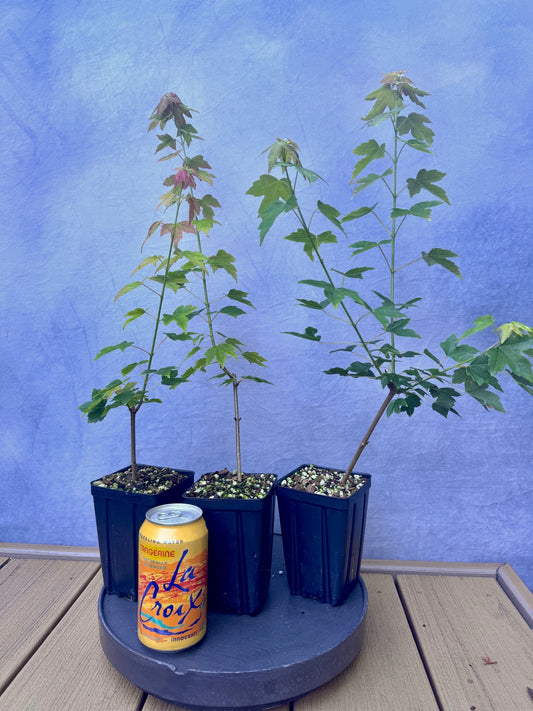 Trident Maple - Cutting Grown