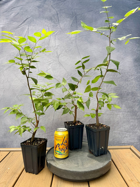 Zelkova